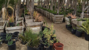 Fontana Nursery Closing Sale Hot Sale Event Image